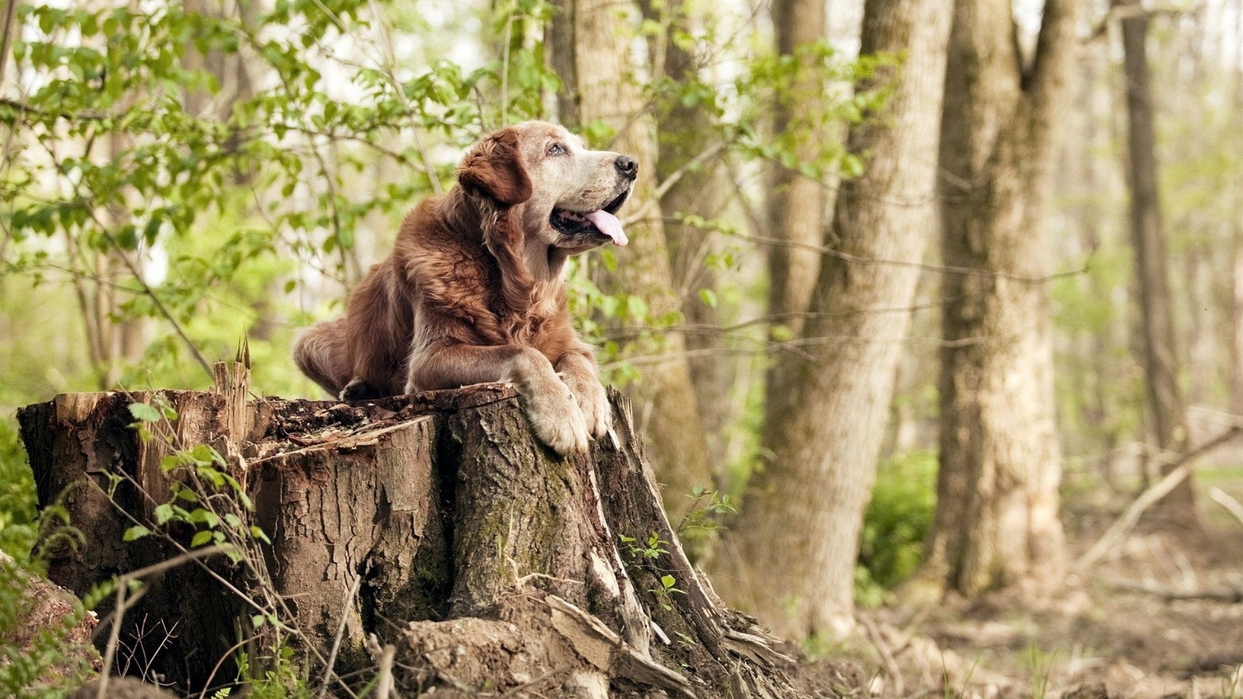 意甲比赛，战术变化令人叹为观止，精彩不断，意甲比赛,战术变化令人叹为观止,精彩不断